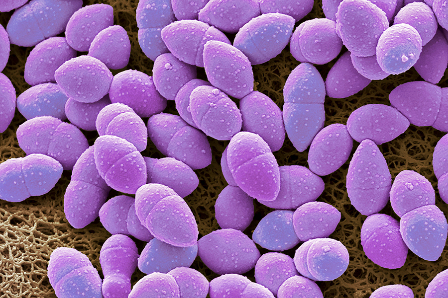 bacteriile intestinale pierdere în greutate bbc)