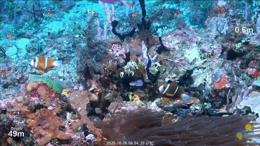 Reciful de corali descoperit de SuBastian