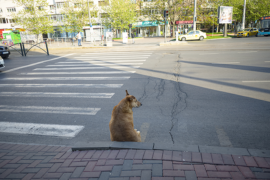 Animale inteligente din orașe: câine comunitar.