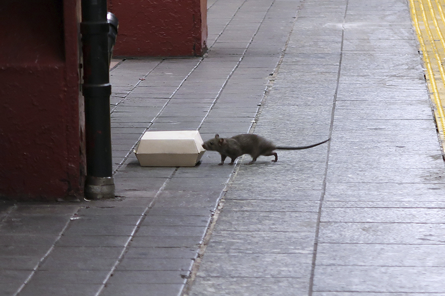 Animale inteligente în orașe: șobolan.