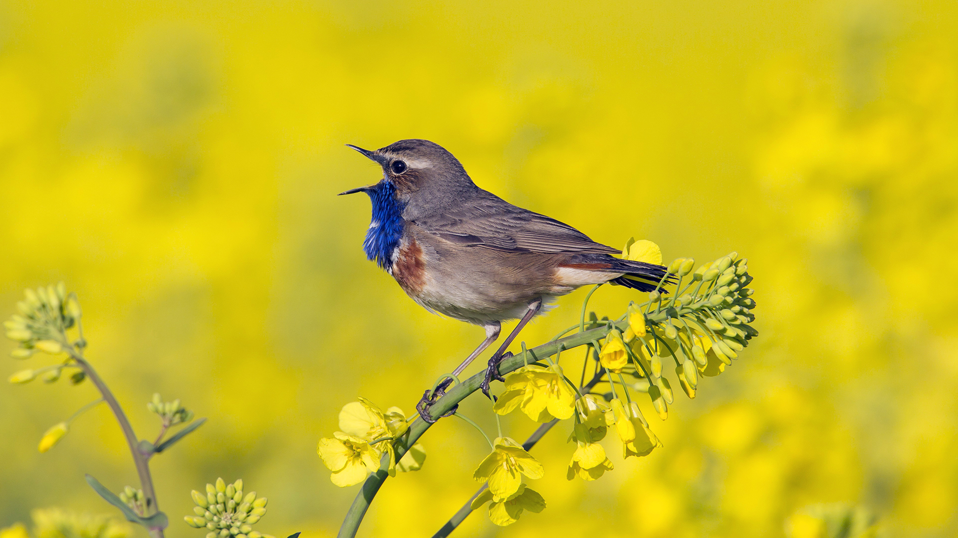 White-spotted bluethroat (Luscinia svecica cyanecula) male calling from flower in rape field in spring