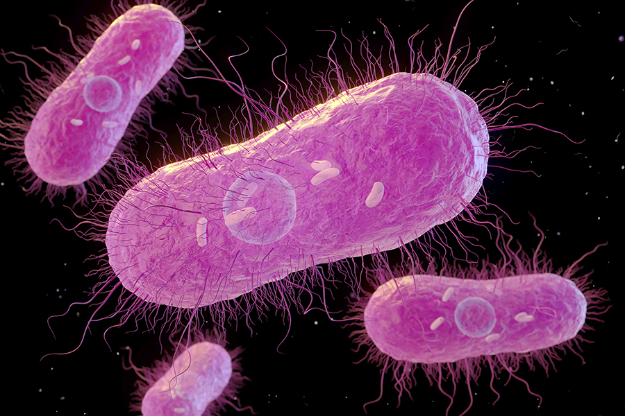 Salmonella bacteria, illustration