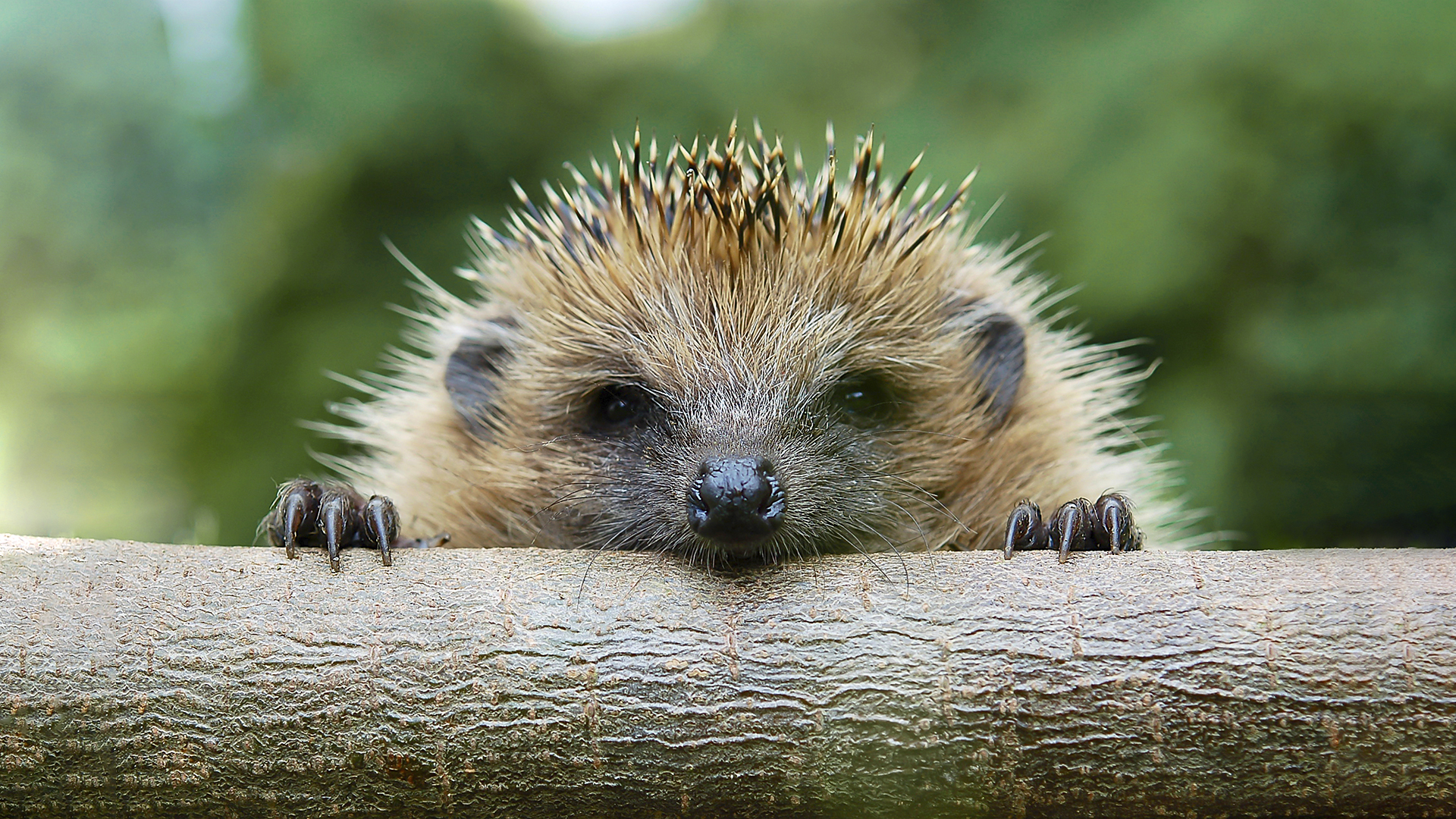 The European hedgehog (Erinaceus europaeus)