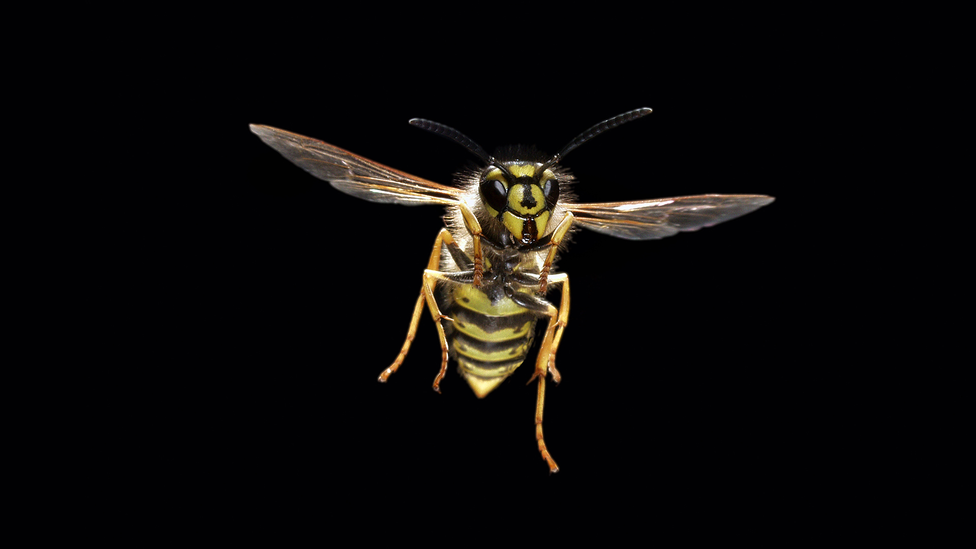 Paravespula vulgarisEuropa, Europe, adult, animal, animal in motion, animals, black, danger, flying, from below, insect, insects, other animals, square format, summer, yellow