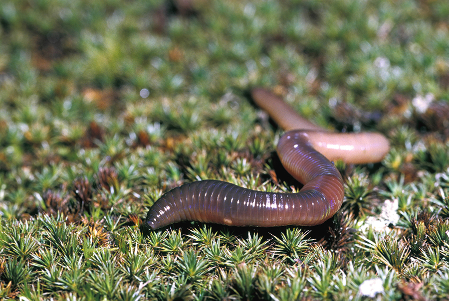 Earthworm. Segmented worm or annelid. Lumbricus terrestris. Clitellum & other structures e.g. setae.