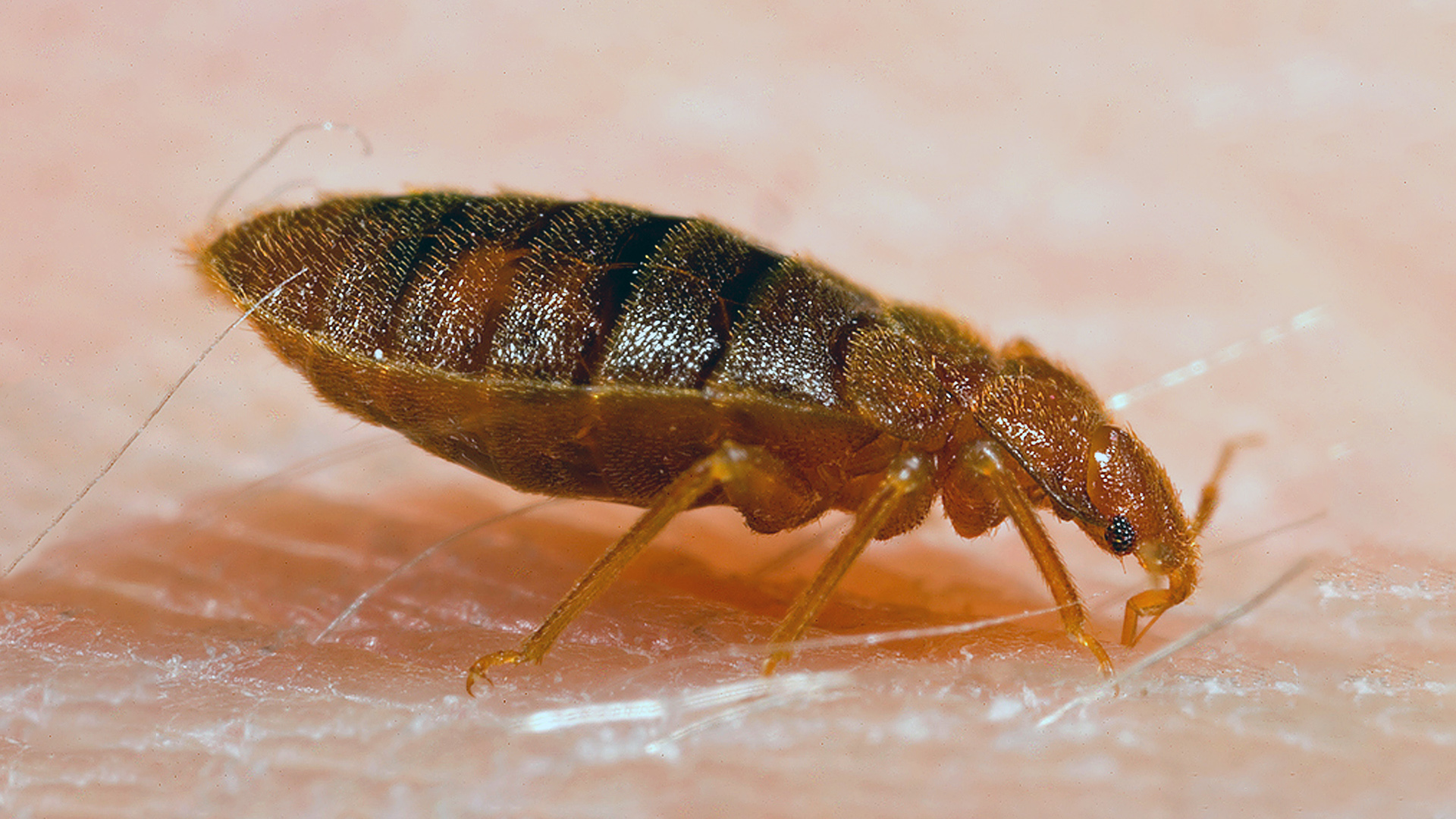 Paraziți găsiți în insecte, Semne şi simptome clinice