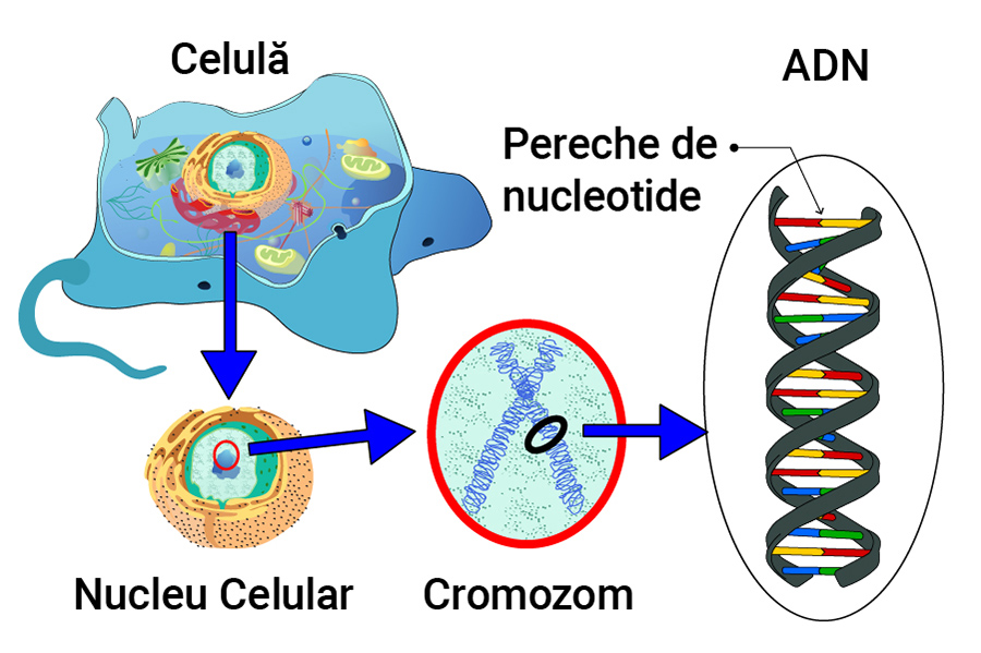 genomul uman