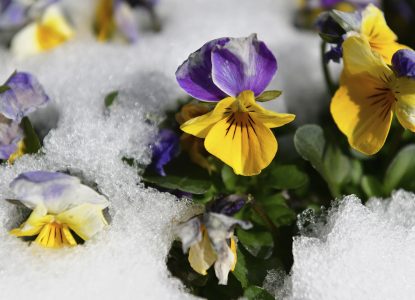 9 plante care înfloresc iarna. De ce iubesc frigul?