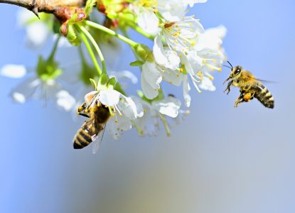 Zumzete din știință: urmărirea albinelor cu ajutorul florilor robotice și al senzorilor din stupi