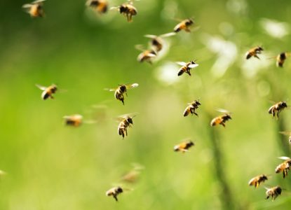 Albinele și rădăcinile robotice oferă speranțe pentru un mediu mai sănătos și hrană suficientă