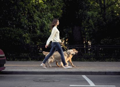 Plimbările dese ar putea feri câinii de demență la bătrânețe