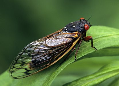 Cicadele, cântăreții neobosiți ai naturii