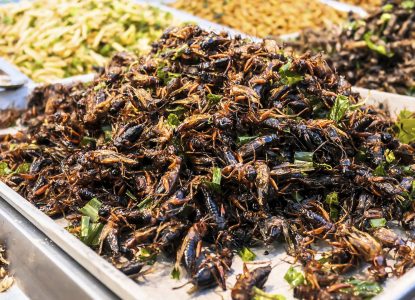 Dieta pe bază de insecte: ce spun studiile