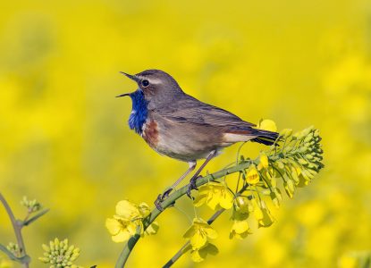 Înaripate și (în)cântătoare. De ce cântă păsările și cum le recunoști după tril