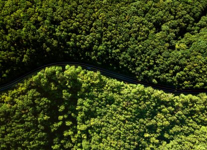 Salvăm păduri sau plantăm copaci?
