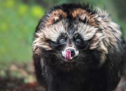 Cele mai agresive 10 specii invazive din România
