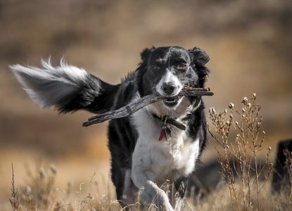 De ce dau câinii din coadă? Cum le recunoști bucuria și frica?