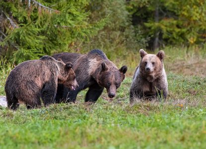 Câți urși se vânează în România cu adevărat?