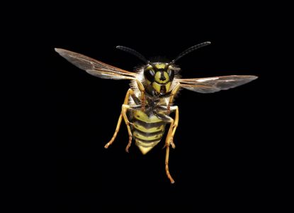Povești cu viespi. Micii cărăuși de glod și făuritorii de hârtie
