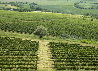 Originile multiculturale ale vinului de pe Târnave 