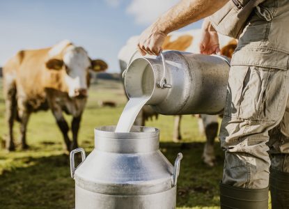 Fragmente ale virusului gripei aviare au fost găsite în laptele de vacă, în SUA