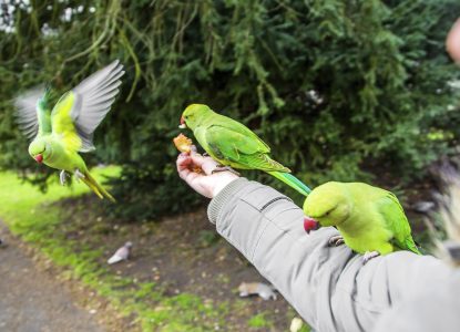 Cum a ajuns papagalul Micul Alexander din colivie în parc
