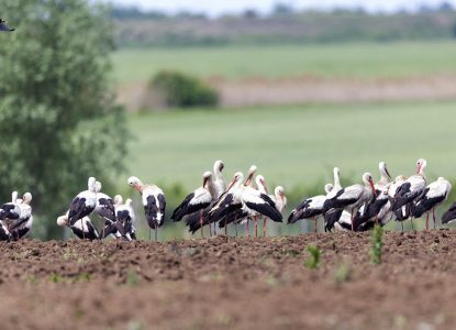 Unele păsări migratoare nu mai pleacă din România. De ce se întâmplă asta?