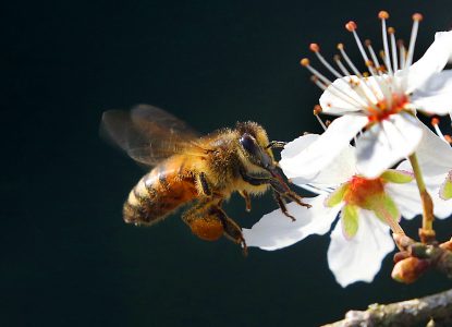 Albinele în pericol: jumătate dintre polenizatori dispar. Ce soluții există?
