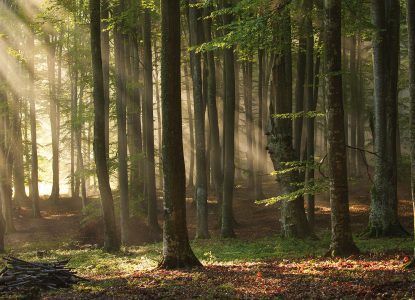 Eco-impact: UE a propus o nouă lege pentru restaurarea naturii. Clima, biodiversitatea și securitatea alimentară în prim-plan