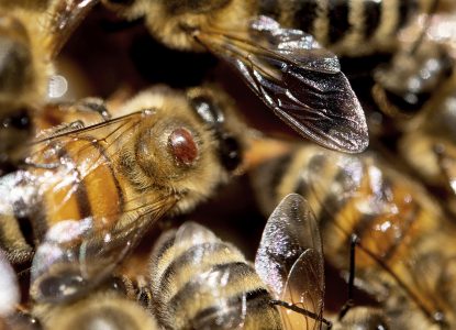 Spaima apicultorilor: <i>Varroa</i>, acarianul care trăiește pe spatele albinelor
