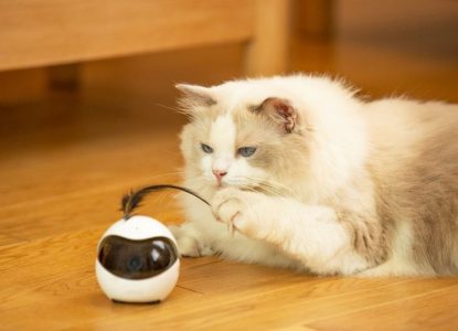 Ebo – robotul care se joacă cu pisica ta când nu ești acasă