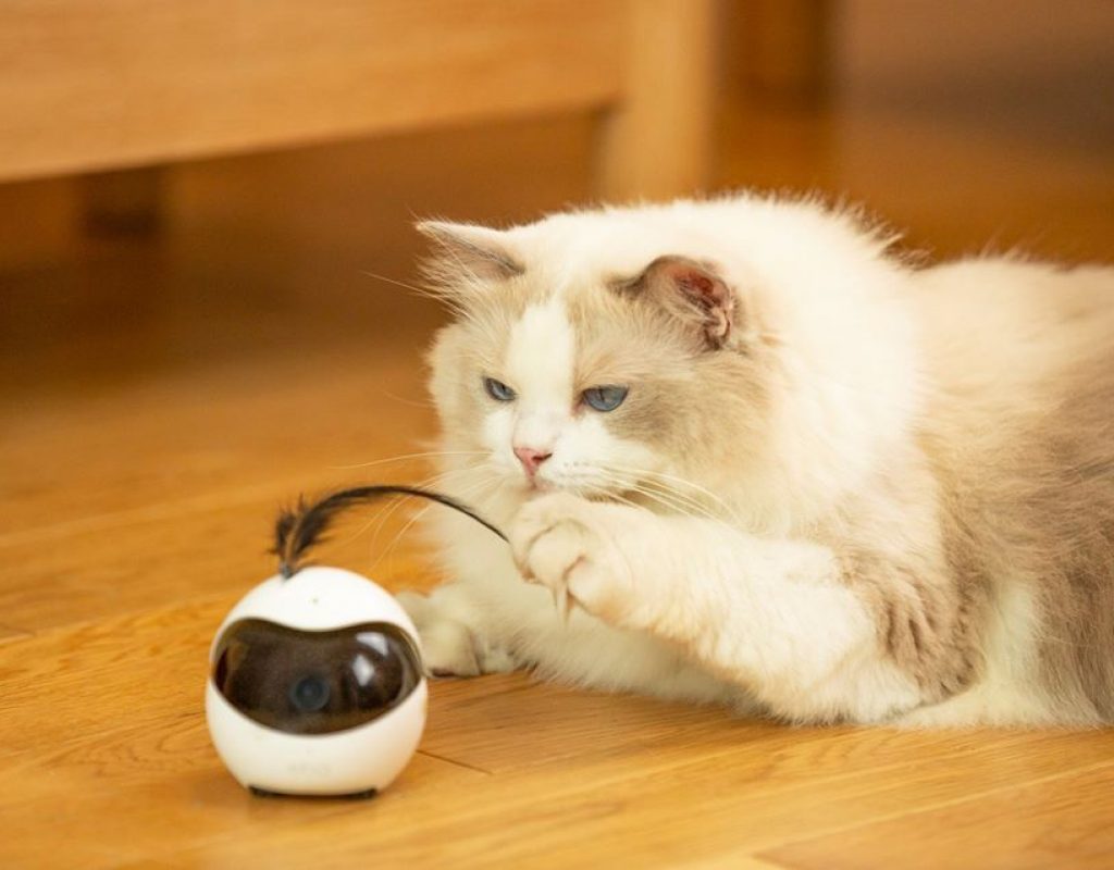 Ebo Robotul Inteligent Care Se Joacă Cu Pisica Ta Cand Nu Ești