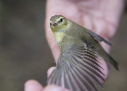 Păsări cu inele: descifrarea puzzle-ului migrației